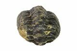 Bargain, Wide, Enrolled Austerops Trilobite - Morocco #156997-2